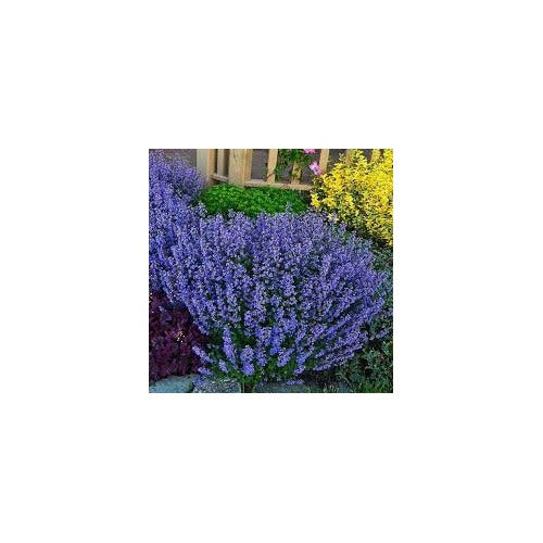 Persian Catmint (Nepeta mussinii) Seeds for Planting [neera-v5-8ae958a68ad561f7d7ab]
