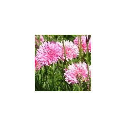 Cornflower Planting Seeds heirloom &amp; Non-GMO Seeds [neera-v5-8afdf2fecd28dcef710f]