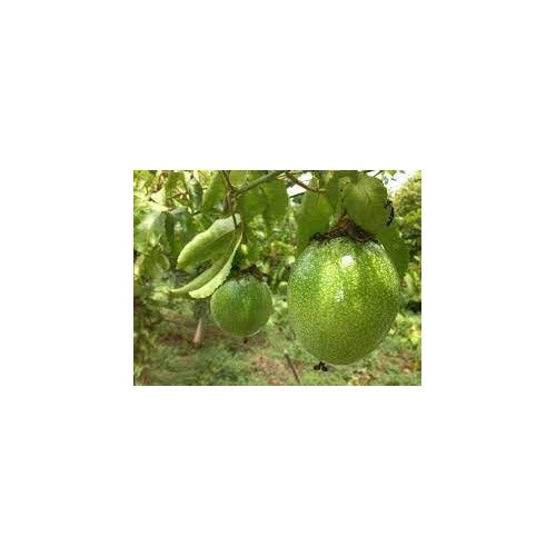 Passion Fruit Seed Collection for Planting | Heirloom Non-GMO Organic Garden Seeds for Tangy Harvest [neera-v5-8b065bad0c6a3a9108ba]