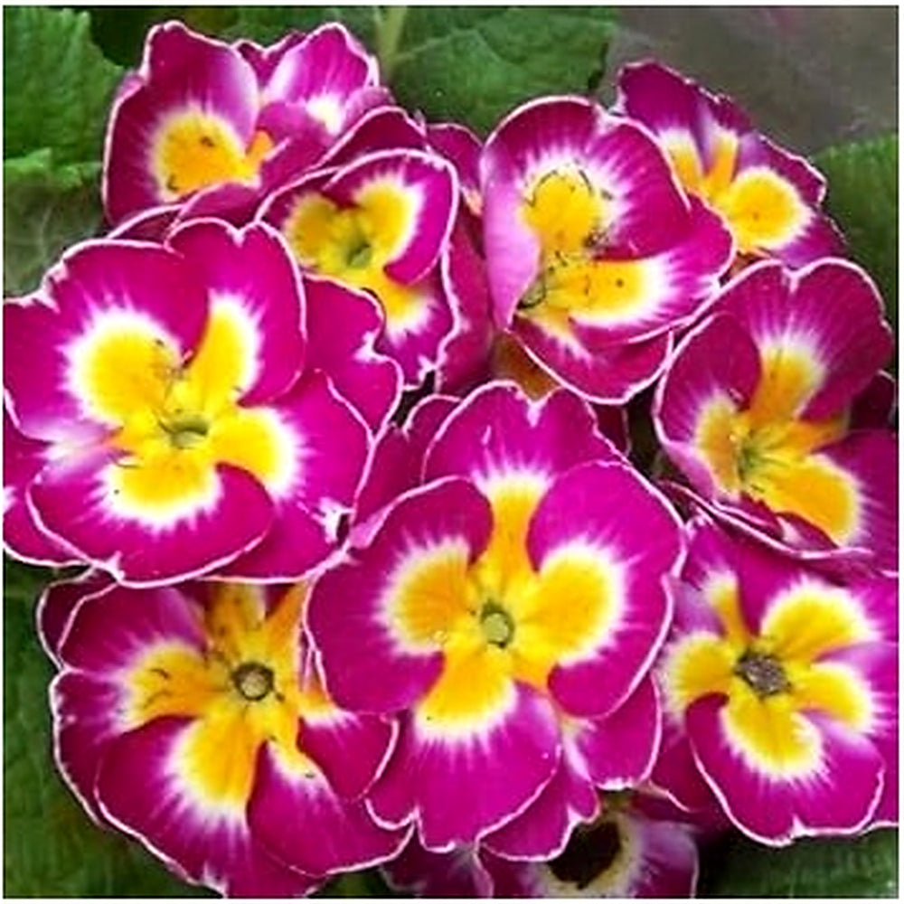 Primula Malacoides Flower Seeds [neera-v5-8b0b40331fe0dfd49114]