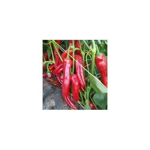 Sweet Chilli Pepper Seeds for Planting [neera-v5-8b0d08c025a799ba2991]