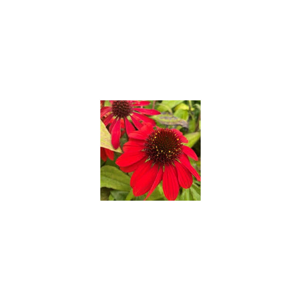 Red Heirloom Non Gmo Coneflower Vibrant Pollinator Blooms Garden Planting Flower Seeds Home [neera-v5-8b179913ddb3c0dfdbe9]