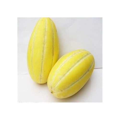 Musk Melon Fruit Seeds for Planting [neera-v5-8b1db06de0770a56c4a8]