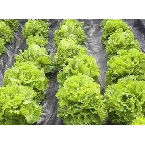 Lettuce Iceberg Seeds for Planting [neera-v5-8b211dca519b142468f6]