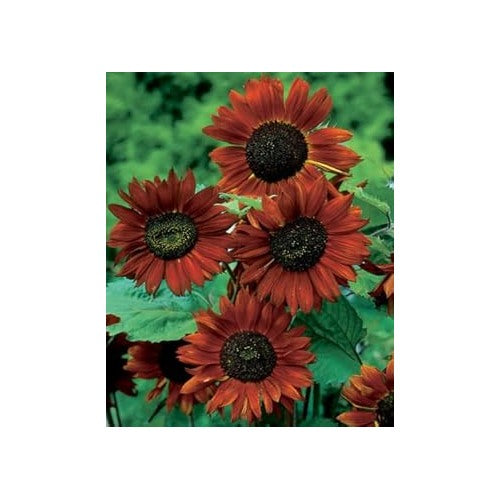 Maroon Sunflower Seeds for Planting [neera-v5-8b3346170612518afde8]