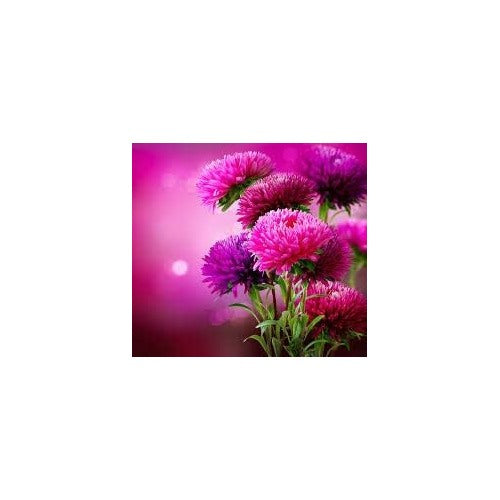 Purple Aster Seeds for Planting [neera-v5-8b37b7eb84fbe2f024b2]