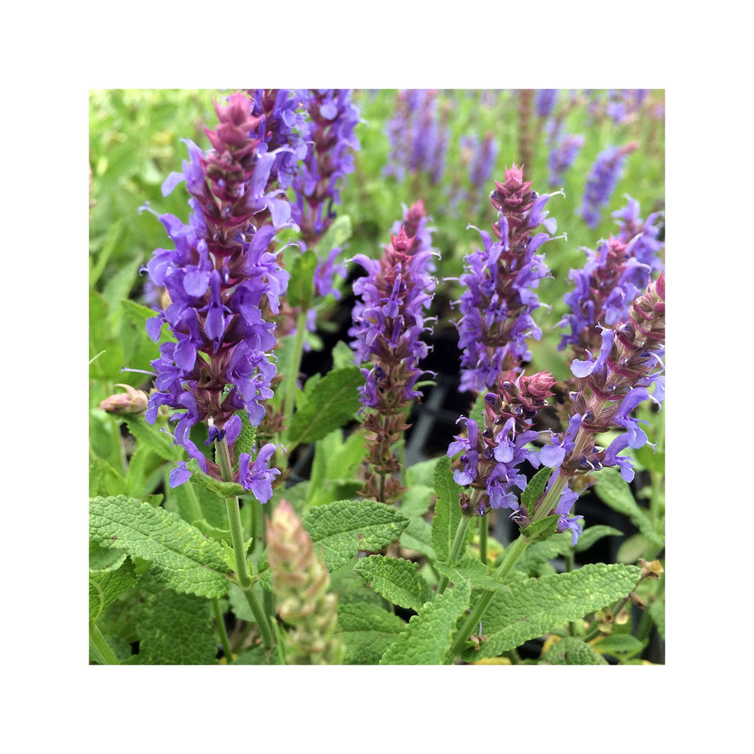 Organic Heirloom Non Gmo Nemorosa For Planting Woodland Garden Blooms Flower Seeds for Home Garden [neera-v5-8b3a619f6590b656a3cb]