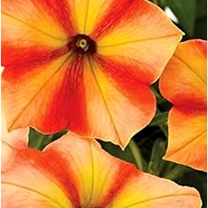 Orange Yellow Petunia Flower Seeds [neera-v5-8b4607a81a198d42497b]