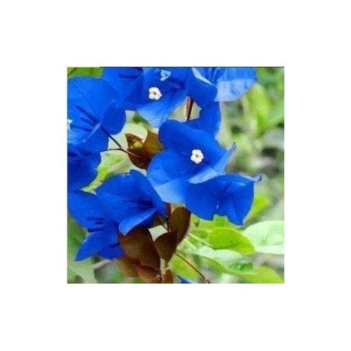 Light Blue Mini Violet Viola Odorata Flower Seeds [neera-v5-8b56d3256ffc01a795be]