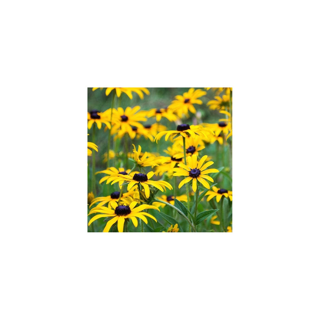 Black Eyed Susan Rudbeckia Hirta Flower For Planting In Home Garden Or Sunny Garden Borders Flower [neera-v5-8b6bcf0d725a16d3884c]