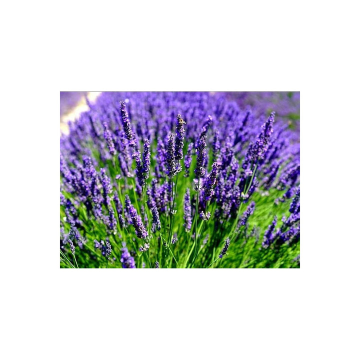 Lavender Lavandula Angustifolia English Flower For Planting In Garden And Pots Flower Seeds for [neera-v5-8b6f849a493f911ed200]