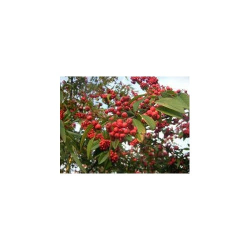 Cotoneaster Fruit Cotoneaster Fruit Seeds for Cultivation [neera-v5-8b73e8da26f29bd1f784]