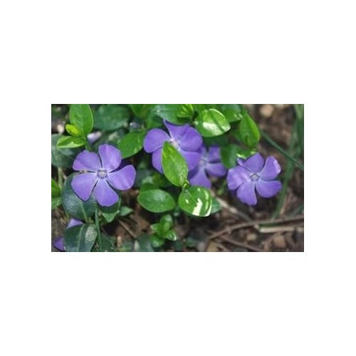 Heirloom Non-GMO Blue Vinca Flower Seeds [neera-v5-8b79405a315948bbcf70]