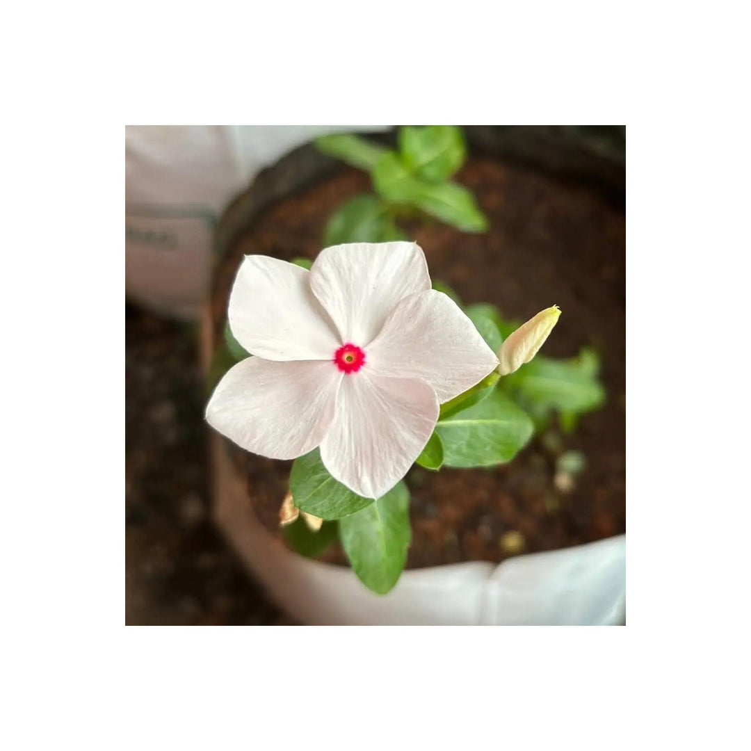 White Vinca Rosea Plant For Planting Non Gmo Heirloom Garden For Growing Flower Seeds for Home [neera-v5-8b9287df2e5371cfdea7]