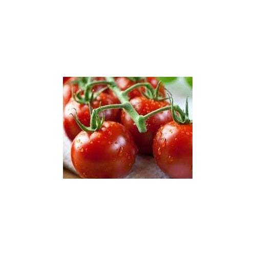 Heirloom Square Round Tomato (Summer Variety) Seeds for Planting [neera-v5-8b9961d7e272b04ec520]