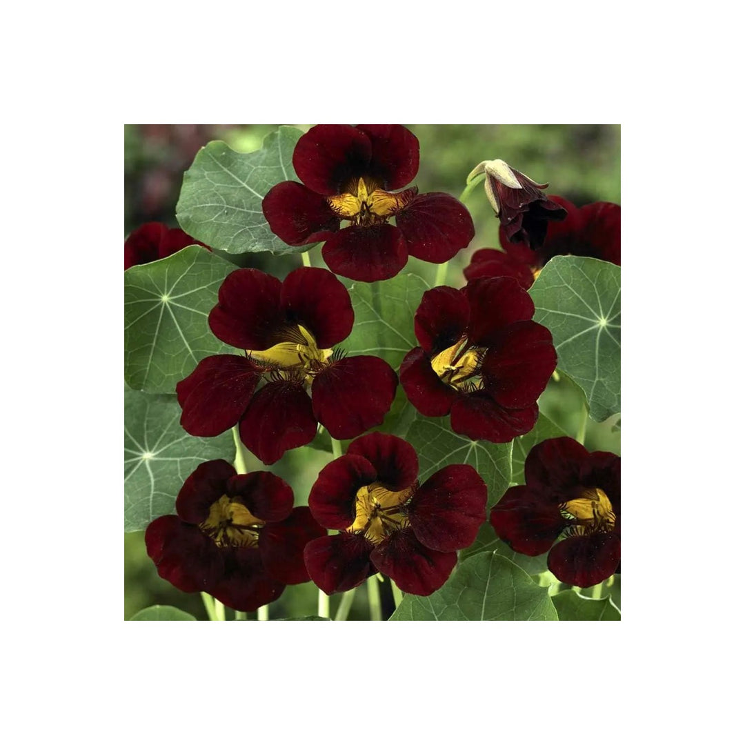 Burgundy Nasturtium Flower Heirloom Non Gmo For Planting Bold Garden Blooms Flower Seeds for Home [neera-v5-8ba3f647ac8d985936f4]