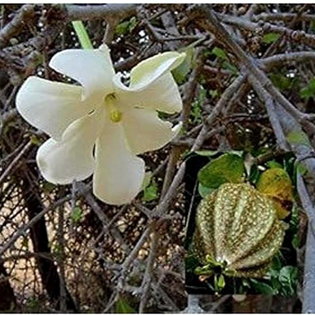 White Volkensii Seeds for Planting [neera-v5-8bad345052542f8b55e7]