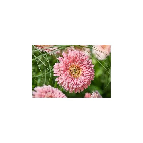Light Pink Gerbera Heirloom Non-GMO Seeds for Planting [neera-v5-8bb7e27a0bdb620b6f1b]
