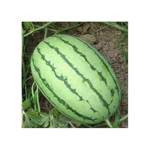 Light Green Watermelon Fruit Seeds for Planting [neera-v5-8bbaf8076872fa00b46d]