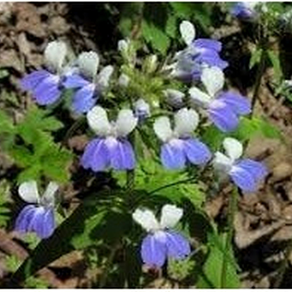 Heirloom Collinsia Verna Flower Seeds for Planting [neera-v5-8bbca774f41011149614]