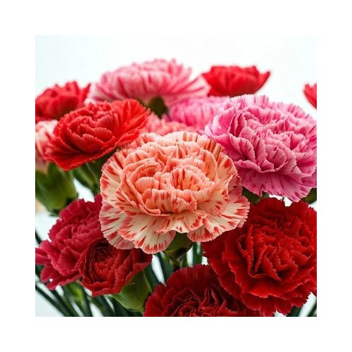 Carnation Double Mix Rare Dianthus Flowers Rare Blooms Heirloom Non Gmo Flower Seeds Home [neera-v5-8bd174604ac10b6db712]