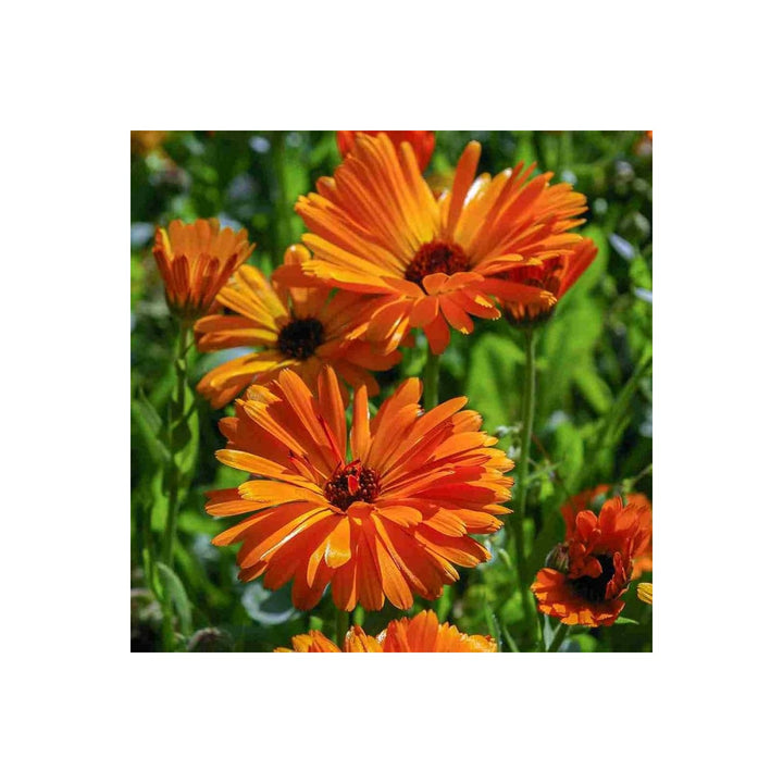 Blue Calendula Calendula Officinalis Flower For Planting Suitable For Decorative Beds Seasonal [neera-v5-8bd762389e040ba7927e]