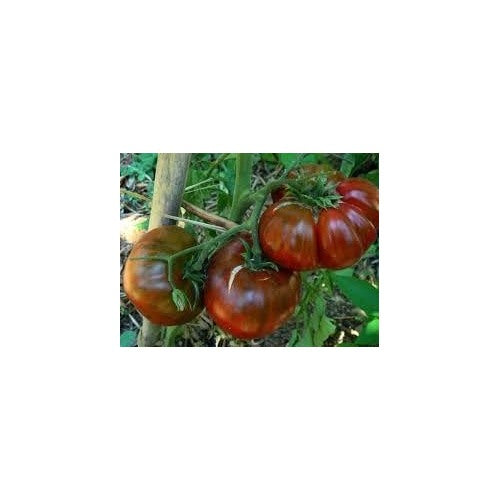 Tomato Marron Green Seeds for Planting | Heirloom, Non-GMO, High Germination, Organic Garden Seeds [neera-v5-8bf304c827644001cd19]