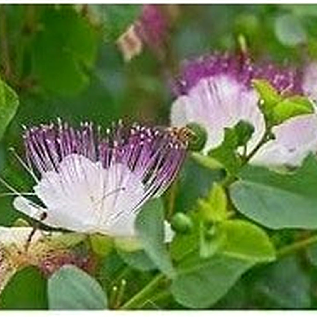 White Capparis Spinosa Flower Flower Seeds for Home Garden Planting, Premium Organic Blooming [neera-v5-8bf556806287b84a9e9d]