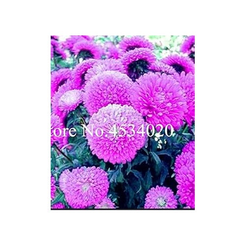 Heirloom Non-GMO Mixed Chinese Aster Flower Seeds for Planting [neera-v5-8bf7d0c268353d079f4a]