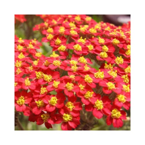 Red Yarrow Planting Non Gmo Free Ship Store Heirloom Flower Seeds Home Garden Planting, [neera-v5-8bf813e3d84cad0cac25]