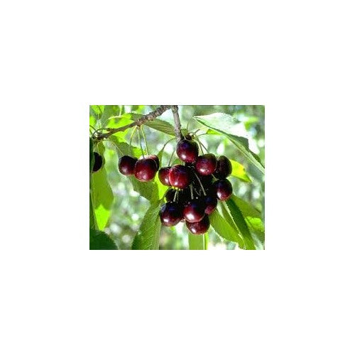 Black Tartarian Sweet Cherry Fruit Seeds for Planting [neera-v5-8bfcc05377304439b8bd]