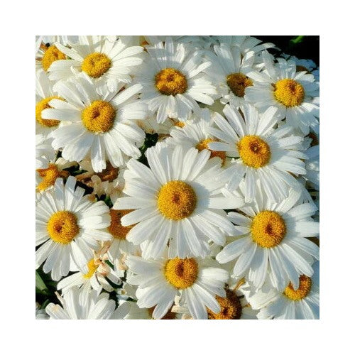 Shasta Daisy Planting Heirloom Non Gmo Flower Planting Flower Seeds Home Garden [neera-v5-8c007a85a671998faa22]