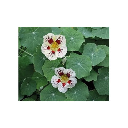 Heirloom White Red Nasturtium Flower Seeds for Planting | Non-GMO High Germination Organic Garden Seeds [neera-v5-8c0c193dbea10856ee75]