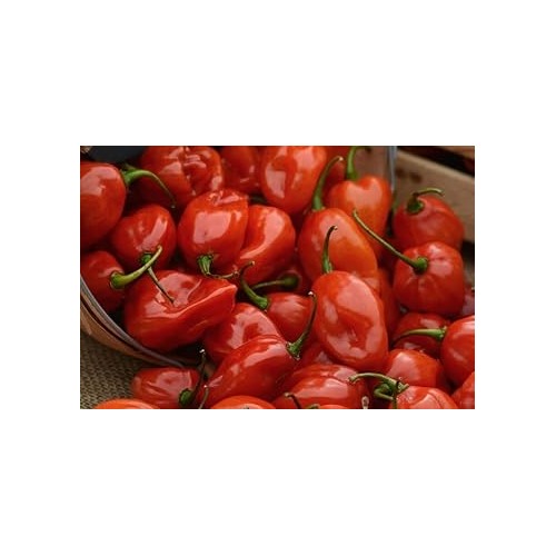 Yellow Pepper Vegetable Seeds for Planting [neera-v5-8c0c46fe64ac2d42c69b]