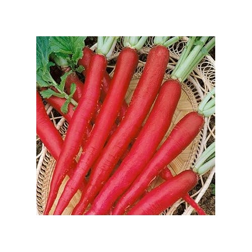 Red Radish Seeds for Planting [neera-v5-8c0e6bbf4a4ce3f6ecb2]