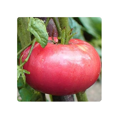 Dark Pink Tomato Seeds for Planting [neera-v5-8c13a5952799a7100734]
