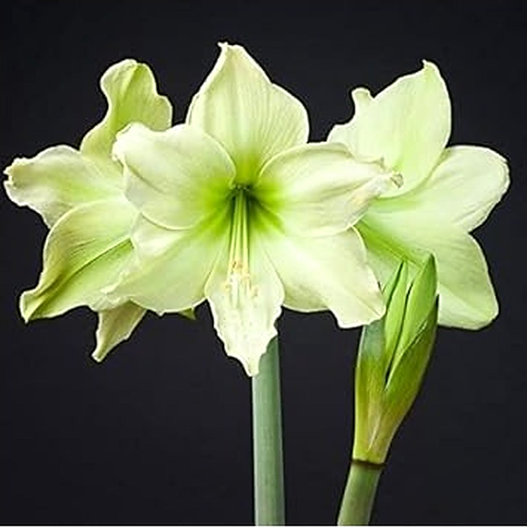 Pale Green Amaryllis Flower Seeds for Garden Planting [neera-v5-8c1623951adc2e7419cd]
