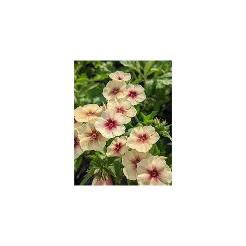 Phlox Cherry Caramel Flower For Planting Organic Heirloom Non Gmo Garden Flower Seeds for Home [neera-v5-8c1bb578fe20e7f29f68]