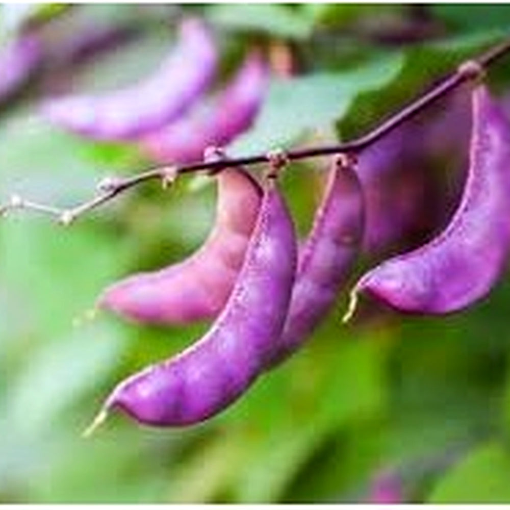 Hyacinth Bean Seeds for Planting [neera-v5-8c1fd505c811de2cdeeb]