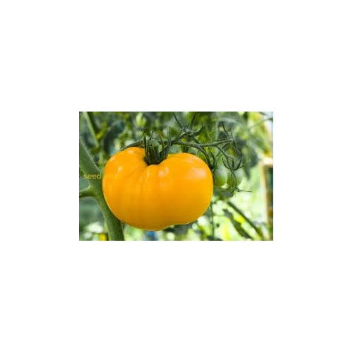 Heirloom Non-GMO Yellow Giant Tomato Fruit Seeds for Home Garden Vegetable Planting [neera-v5-8c2a5c8d3d67cbc851ec]