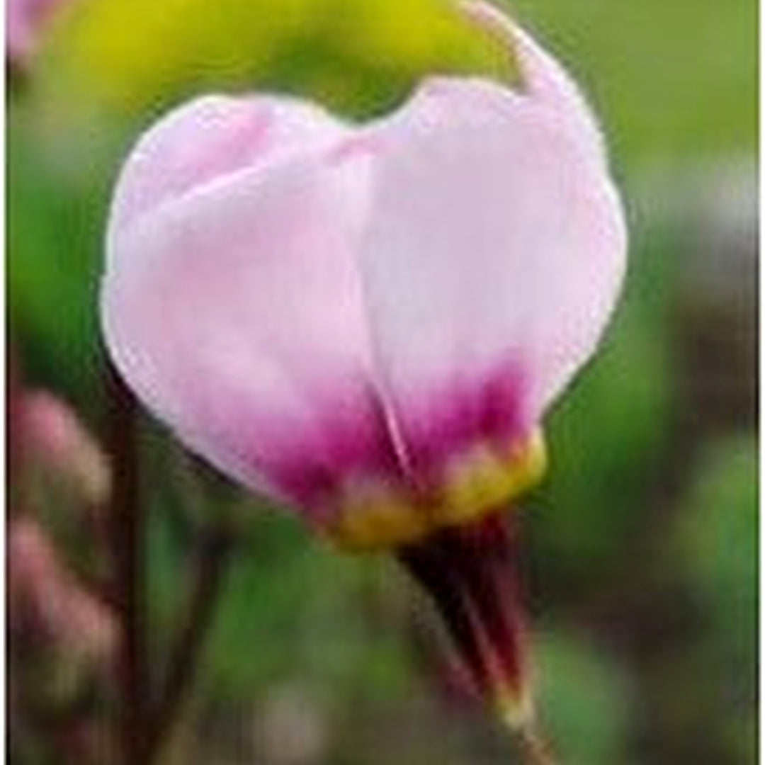 Pink White Dodecatheon Flower Seeds for Planting [neera-v5-8c2cde1764e78c228e06]
