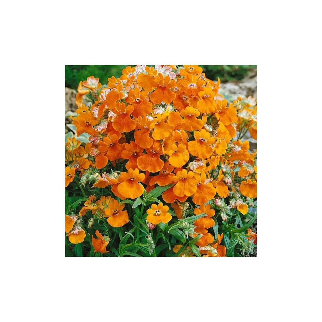 Orange Nemesia Prince Flower Plant Flower Seeds for Home Garden Planting, Blooming Organic Blooming [neera-v5-8c3026d32832b470c570]