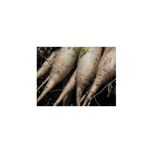 Heirloom Radish Vegetable Seeds for Planting [neera-v5-8c33ee07ed9719f9fc55]