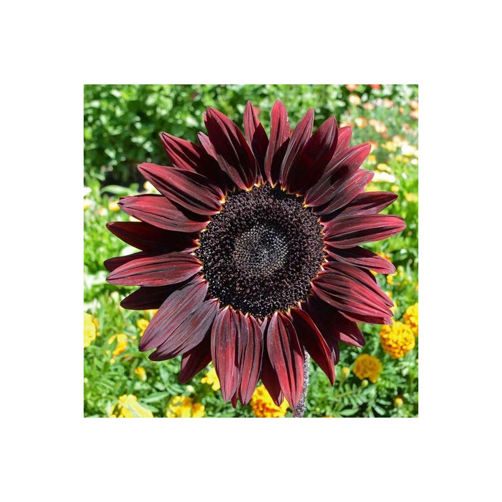 Red Heirloom Non Gmo Cherry Sunflower For Planting Bold Garden Blooms Flower Seeds for Home Garden [neera-v5-8c37dd0e145cba2946c4]