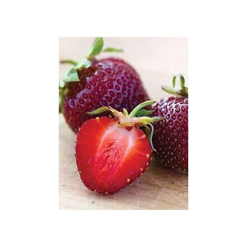 Burgundy Strawberry Fruit Seeds for Planting [neera-v5-8c3f1271988859f04a90]