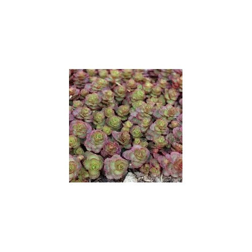 Pink Green Succulent Flower Seeds [neera-v5-8c4047c8cf9842475cfc]