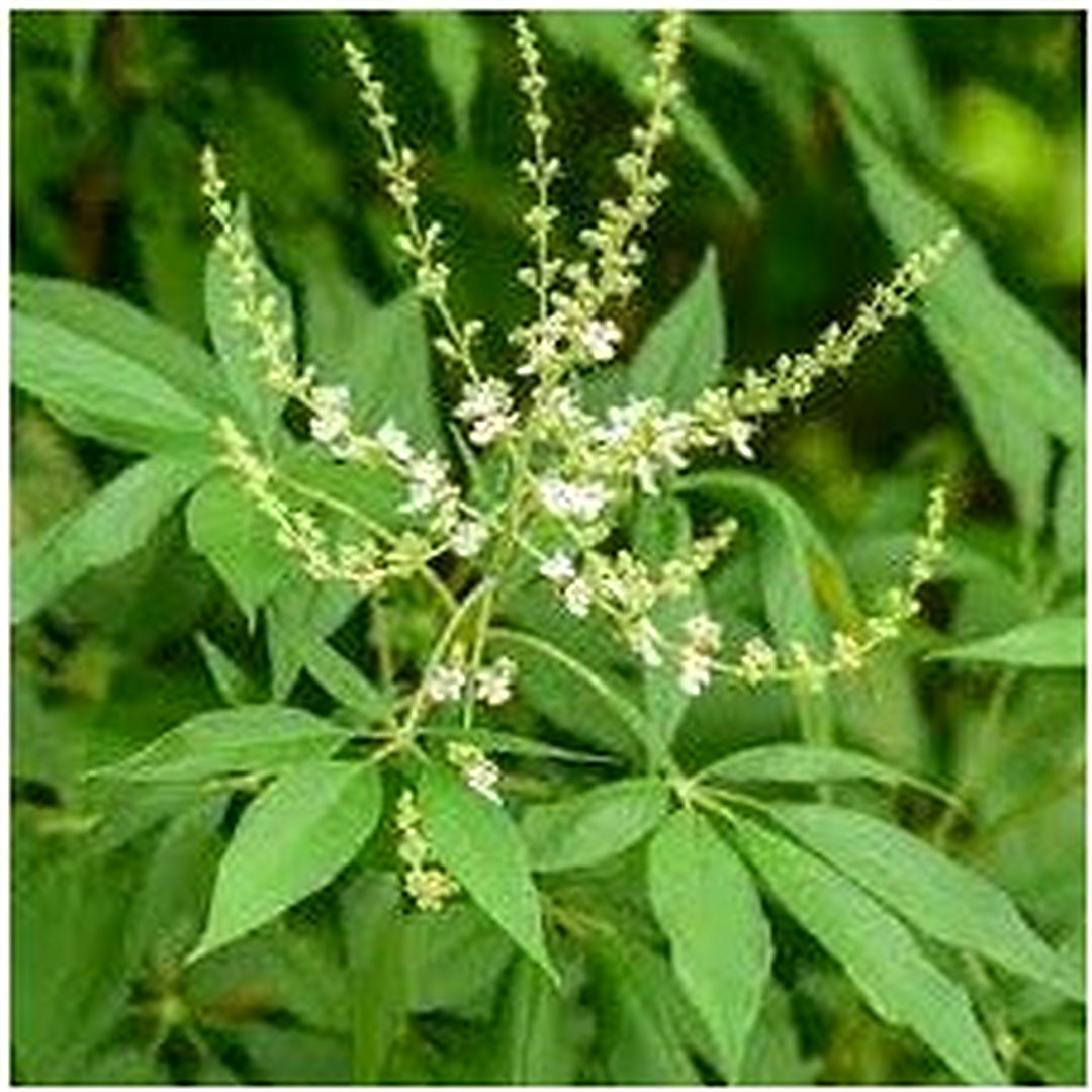 Nirgundi Plant Seeds for Planting [neera-v5-8c4f10689f65f2766894]