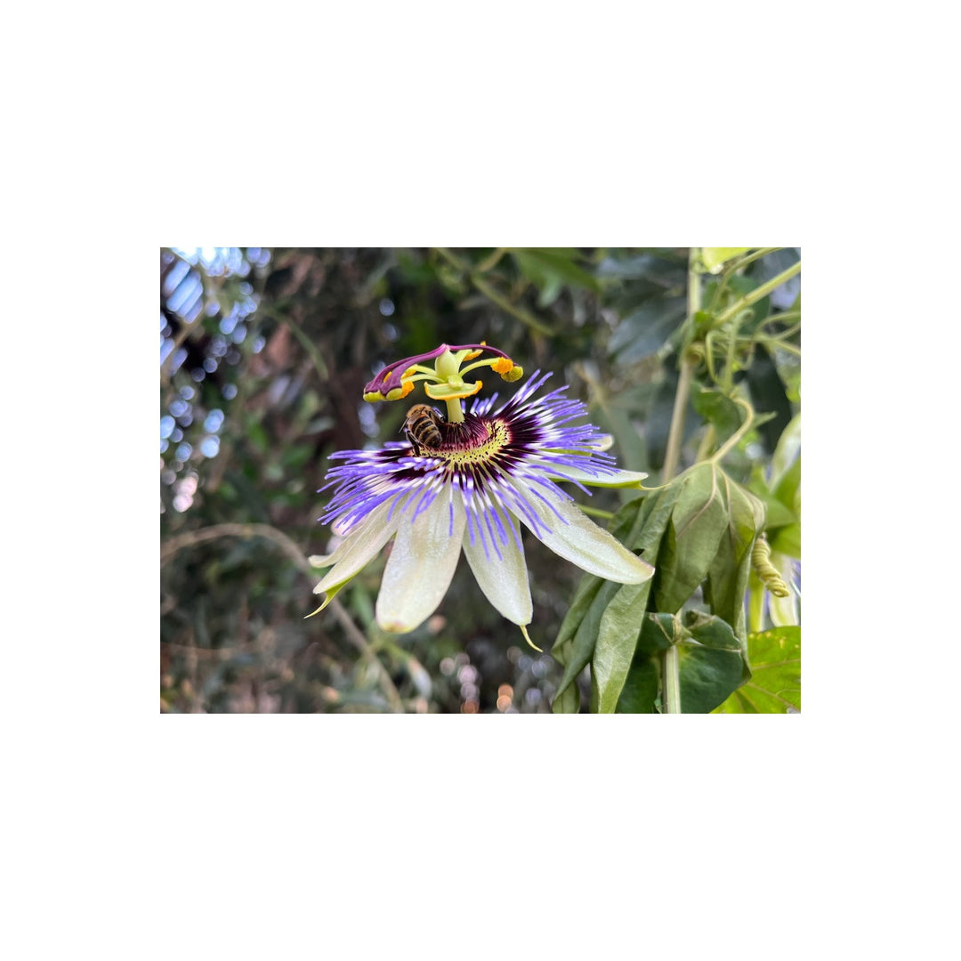 Organic Heirloom Passionflower Non Gmo Medicinal Climbing Vine For Planting Flower Seeds for Home [neera-v5-8c52486825c3618bed93]