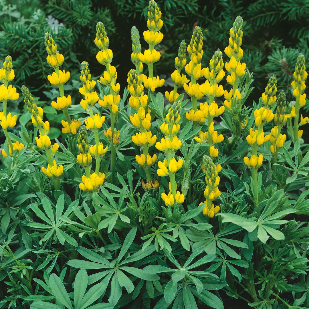 Golden Yellow Lupin For Garden And Landscape Planting Flower Seeds for Home Garden Planting, [neera-v5-8c555e23dc94f4934470]