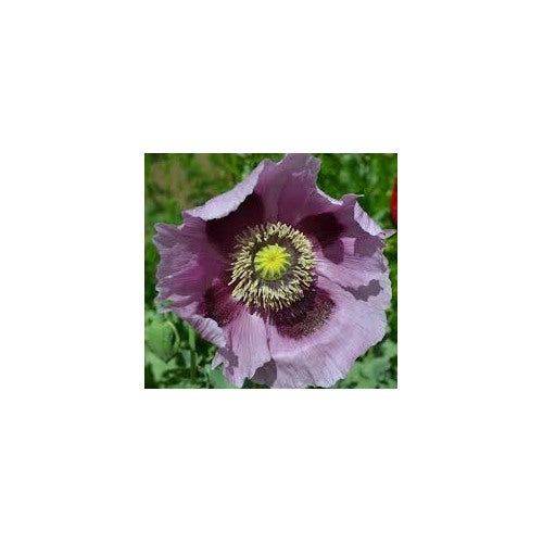 Giant Poppy Seeds (Papaver somniferum) [neera-v5-8c688f6c500da4b9cbf4]